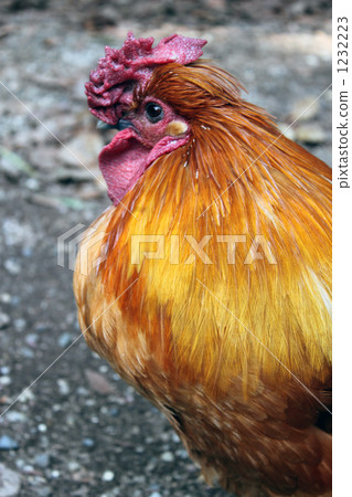 nagoya cochin, chicken, chickens 1232223