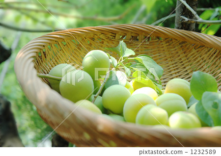 unripe plum, nanko-ume plum, umeshu making 1232589