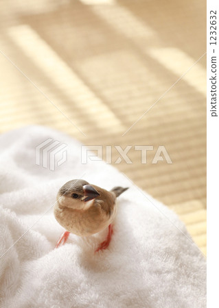 雛鳥 小雞 幼鳥 1232632