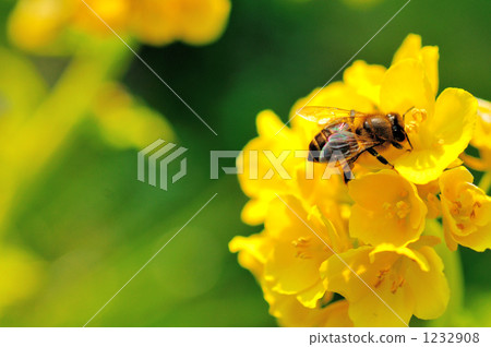 花和蜜蜂1 花和蜜蜂1 1232908