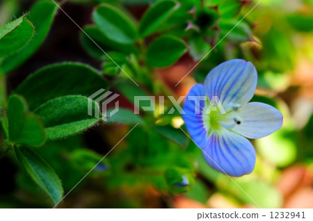 波斯Speedwell 波斯Speedwell 1232941