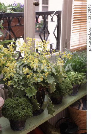 Paris · potted herbs 1232943
