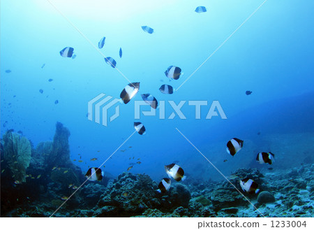 Black pyramid butterfly fish Black pyramid butterfly fish 1233004