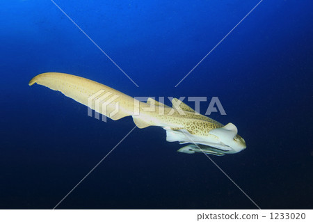 Leopard Shark of Tashay Island Leopard Shark of Tashay Island 1233020