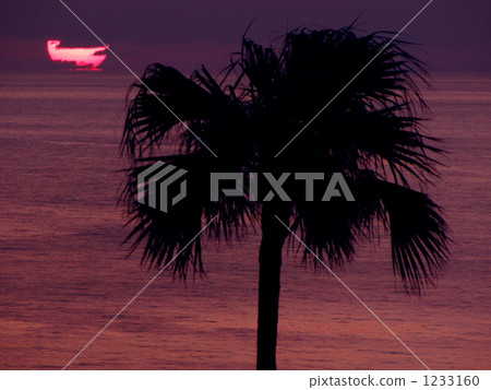 Sunset and palm tree 1233160