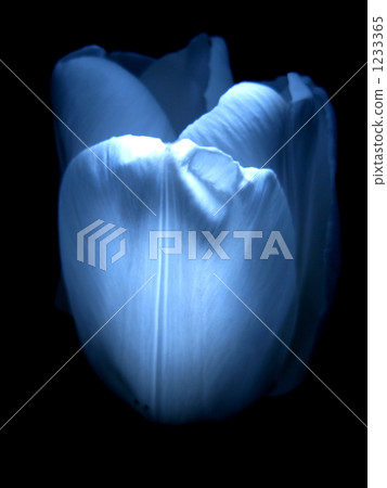 鬱金香 春天 春 1233365