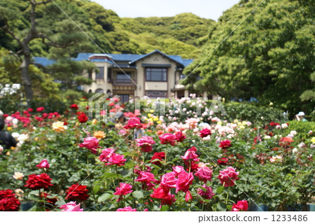 鎌倉文學博物館的玫瑰園 1233486