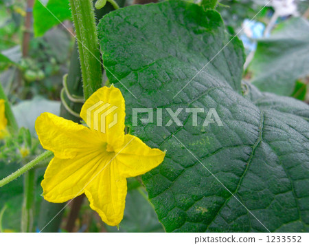 Cucumber flowers Cucumber flowers 1233552