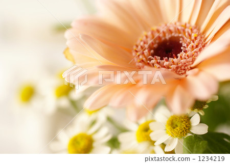Gerbera 1234219