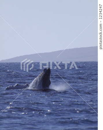 Hawaii Maui Whale Hawaii Maui Whale 1234247