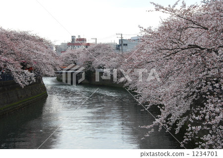 沿橫濱市的大岡河的吉野櫻花 1234701