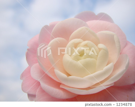 Otome Tsubaki 1234878