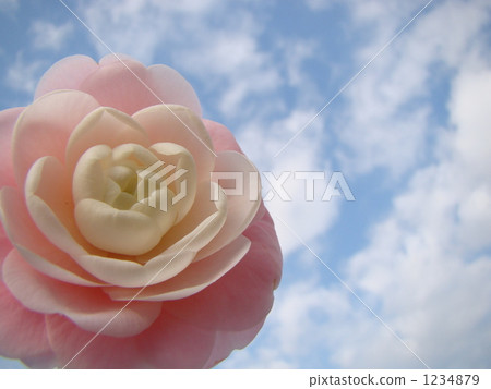 Otome Tsubaki Otome Tsubaki 1234879