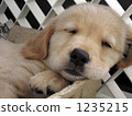 Golden Retriever puppy (sleeping face) No, 2 1235215