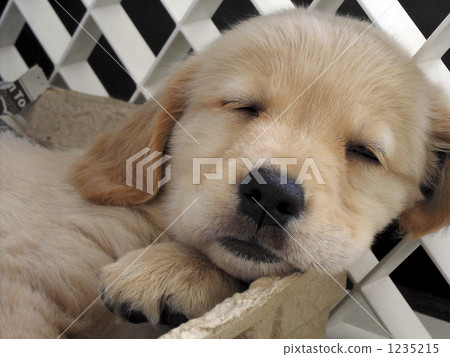 Golden Retriever puppy (sleeping face) No, 2 1235215