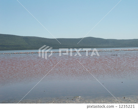 Flamingo on Lake Nakuru 1235221