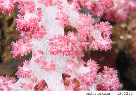 Colorful coral Colorful coral 1235282