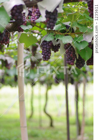 葡萄園 1235611