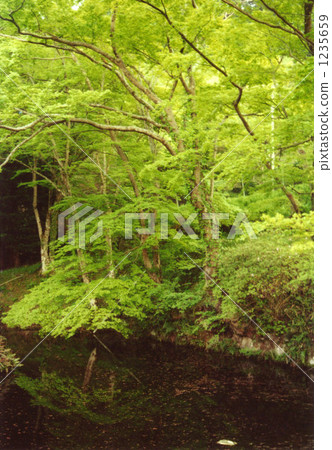 Fresh green and pond 1235659