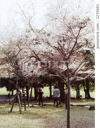 A couple under the cherry tree 1235661