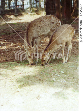 Mother and child deer, grass eating 1235663