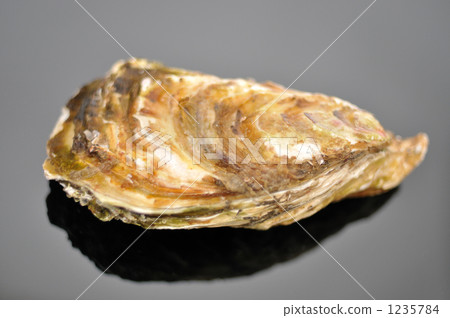 Oyster milk oyster. 1235784