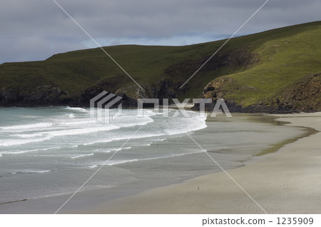 走在海灘的企鵝 走在海灘的企鵝 1235909