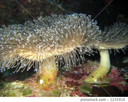 海膽綠色 1235910