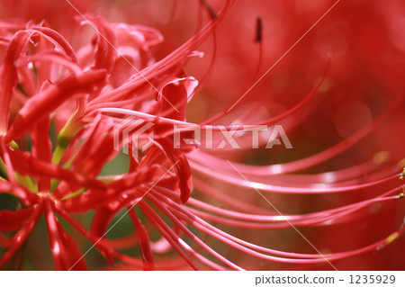 群集孤挺花 1235929