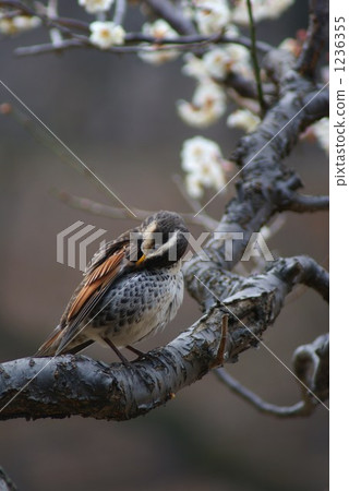 mountain japanese apricot, thrush, groom 1236355