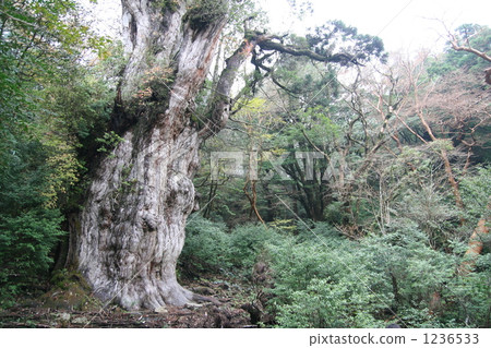 Jomon cedar living roughly alive Jomon cedar living roughly alive 1236533