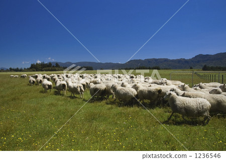 Running flock Running flock 1236546