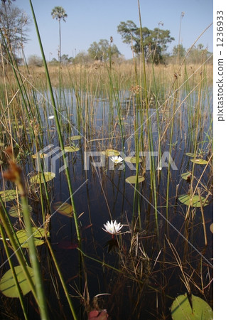 Okavango Delta 1236933