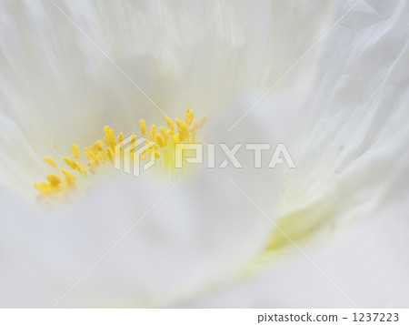corn poppy, poppy flowers, papaver rhoeas 1237223