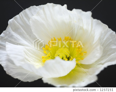 corn poppy, poppy flowers, papaver rhoeas 1237231