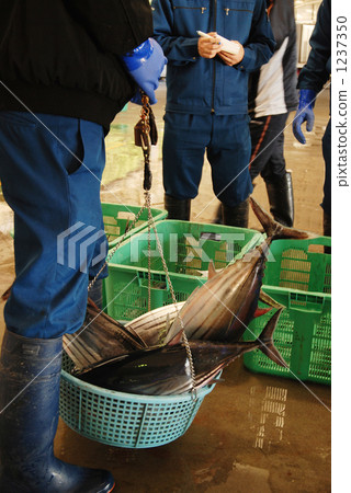 Weighing of lumped skipjack 1237350