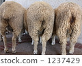 Humorist, sheep, shepherd 1237429