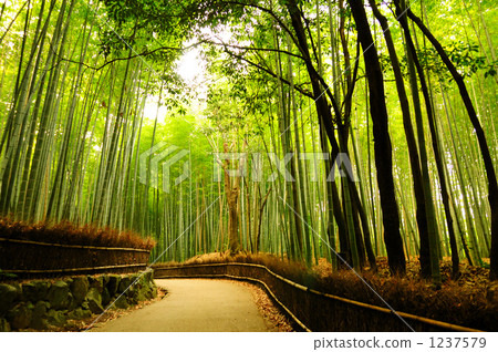 嵐山竹林 嵐山竹林 1237579