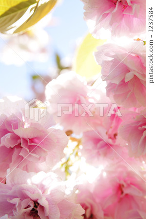 雙櫻花 雙櫻花 1237584