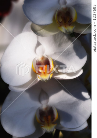 Phalaenopsis orchid  1237695
