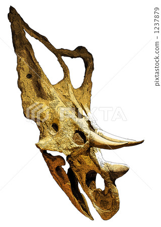 fossil, fossilized, dinosaur 1237879