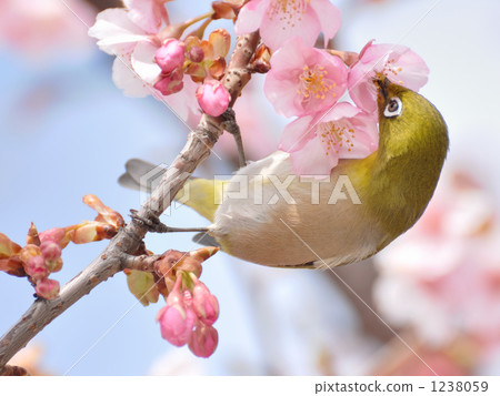 Mejiro to Kawazu cherry tree Mejiro to Kawazu cherry tree 1238059