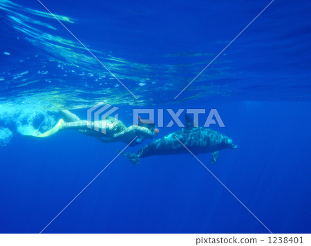海豚游泳 1238401