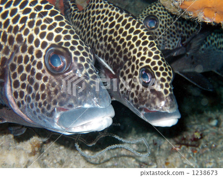 Epinephelus macrospilos Epinephelus macrospilos 1238673