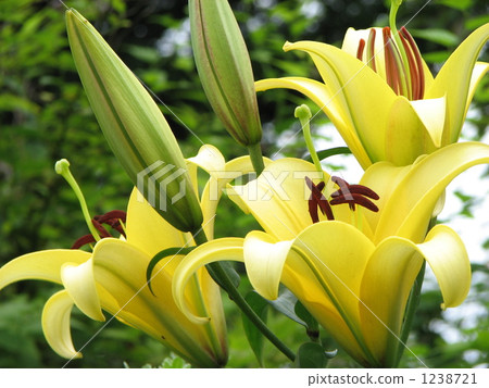 東方百合 1238721