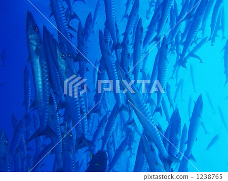 A group of barracudas 1238765