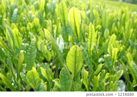 美麗的綠茶葉 美麗的綠茶葉 1238880