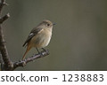 Daurian Redstart ♀ 1238883