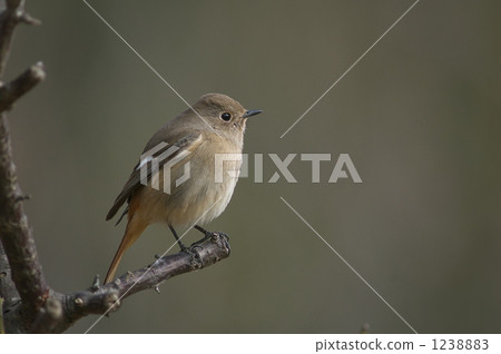 茹比塔基♀ 茹比塔基♀ 1238883