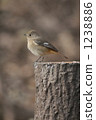 Standing jawbataki 1238886